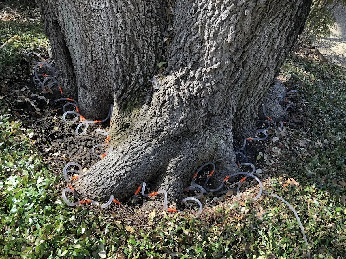 Detailed Tree Cabling and Bracing job site in Walnut Grove